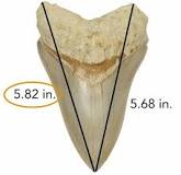 How much is a 5 inch megalodon tooth worth?