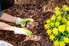 How often should you remove old mulch?