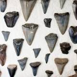 How old are shark teeth found on beach?