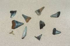 How rare is it to find a shark tooth on the beach?