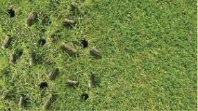 Is dethatching better than aerating?