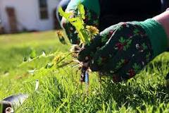 Is it better to cut weeds or pull them?