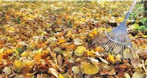 Is it better to rake leaves in the fall or spring?
