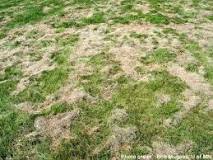 Is leaving grass clippings on lawn bad?