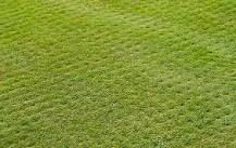 Should I fertilize my lawn after aerating?