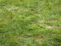 Should I mix sand with topsoil for grass?