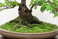 Should I put moss on top of bonsai soil?