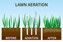 Should I rake dead grass before aerating?