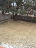 Should I rake up the pine needles in my yard?