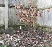 Should I remove leaves in spring?