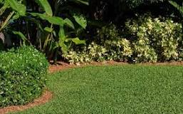 Should St. Augustine grass be aerated?