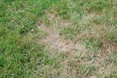 Should dead grass be mowed?