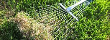 Can you dethatch wet grass?