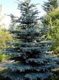 Should pine tree branches touching the ground?