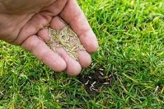 Should you roll or rake in grass seed?