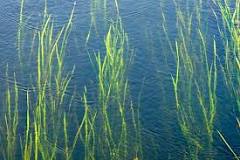 What are weeds in a lake called?