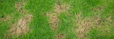 What can I do about brown spots on my lawn?