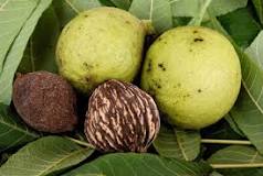 What can I do with black walnuts from my tree?