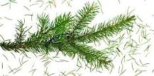 What can I do with excess pine needles?