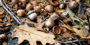What can I do with fallen acorns?