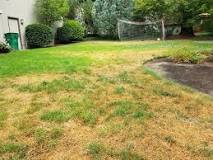 What causes large areas of dead grass?