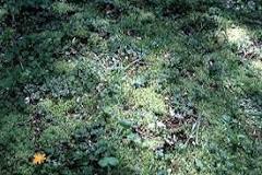 What causes moss to grow in grass?
