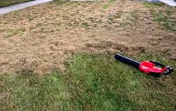 What do you do after you dethatch your lawn?