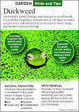 What do you do with duckweed?