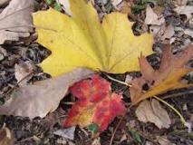 What to do after raking leaves?