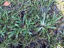 What does crabgrass look like in a lawn?