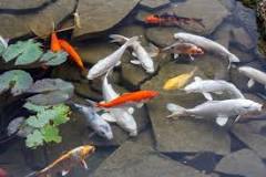 What fish would clean a pond?