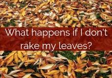 Where do you put leaves after you rake them?