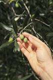 What happens if the olives are not harvested?