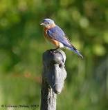 What is a bluebird hunting perch?