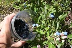 What is the best container for picking blueberries?