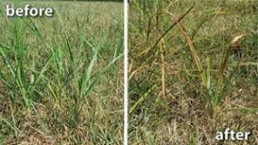 What is the best nutgrass killer?