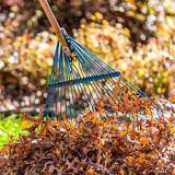 Is it better to mulch or rake your leaves?