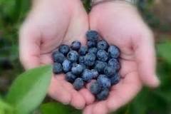 What is the best time of day to pick berries?