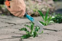What is the best tool to remove weeds between pavers?