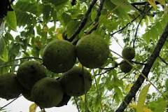 What is the easiest way to pick black walnuts?