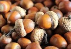 What is the fastest way to clean up acorns?