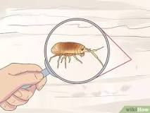What is the fastest way to get rid of sand fleas?