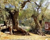 What is the olive tree a symbol of in the Bible?