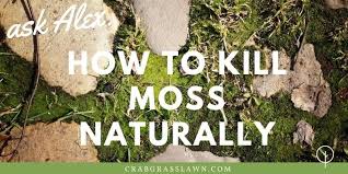 Should I rake leaves off moss?