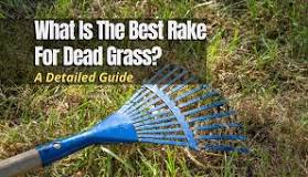 What kind of rake do you use for dead grass?