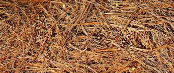 What lasts longer mulch or pine straw?