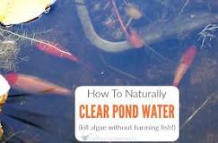 What naturally kills algae in ponds?