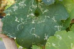 What plants do leaf miners hate?