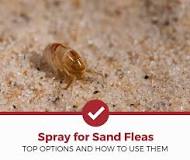 What spray kills sand fleas?
