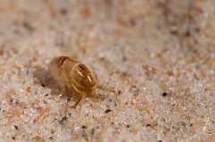 What time of day do sand fleas come out?